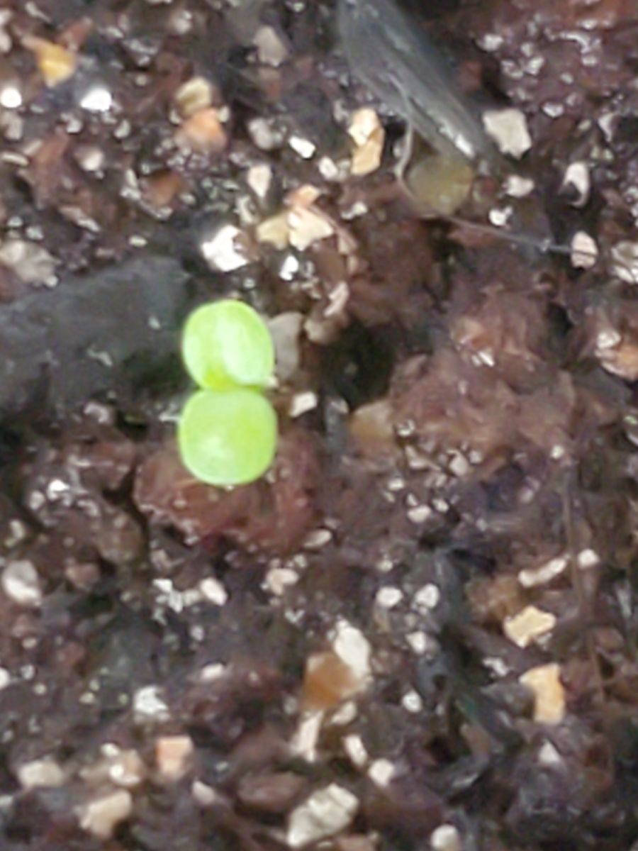 初めてのビオラとカレンデュラの種蒔き😁✌️ 8月21日、やっと芽吹くが2つだけ⁉️