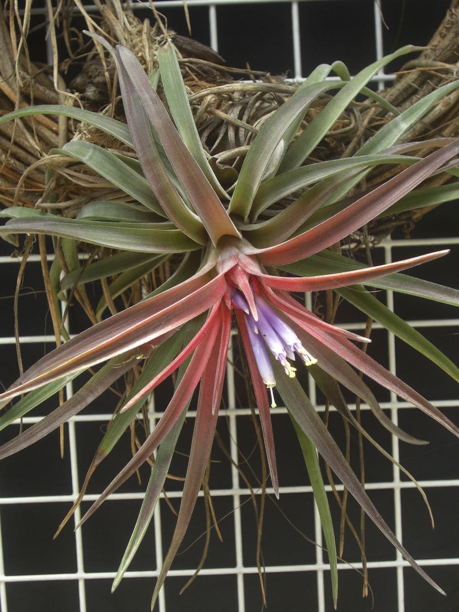 エアプランツの花が、咲いた！ ベルティナの花