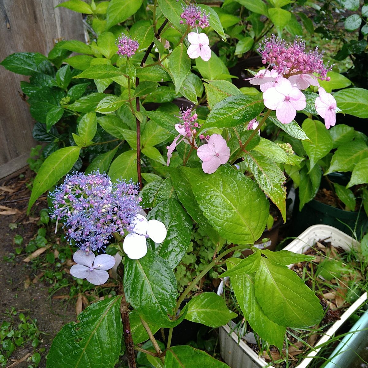 甘茶の成長記録２