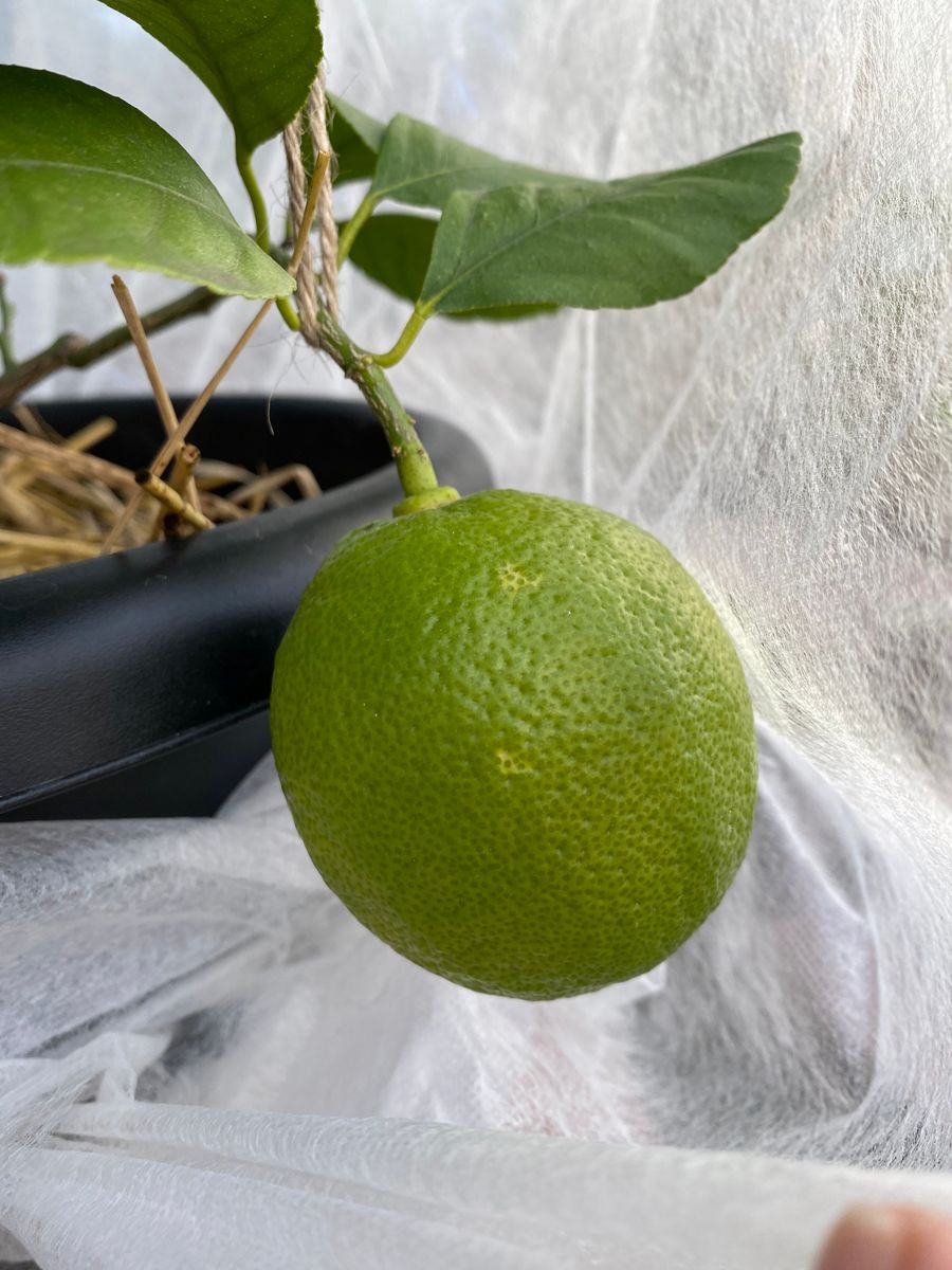 初心者がトゲなしリスボンレモン栽培🍋 今年の越冬は1個実をつけたまま🍋