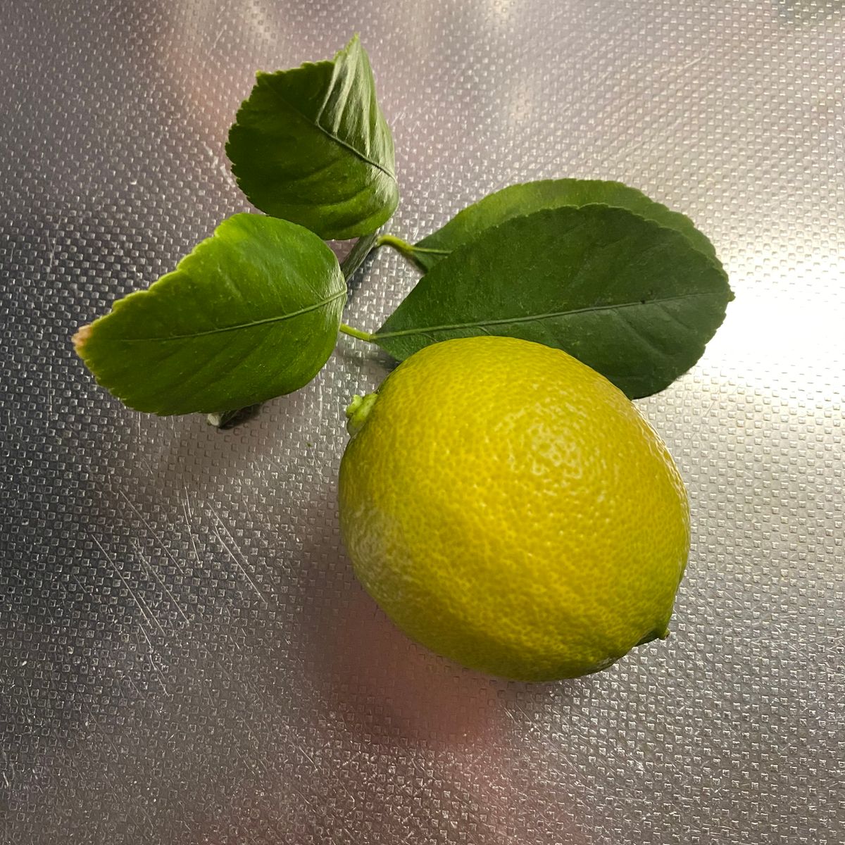 初心者がトゲなしリスボンレモン栽培🍋 レモン収穫