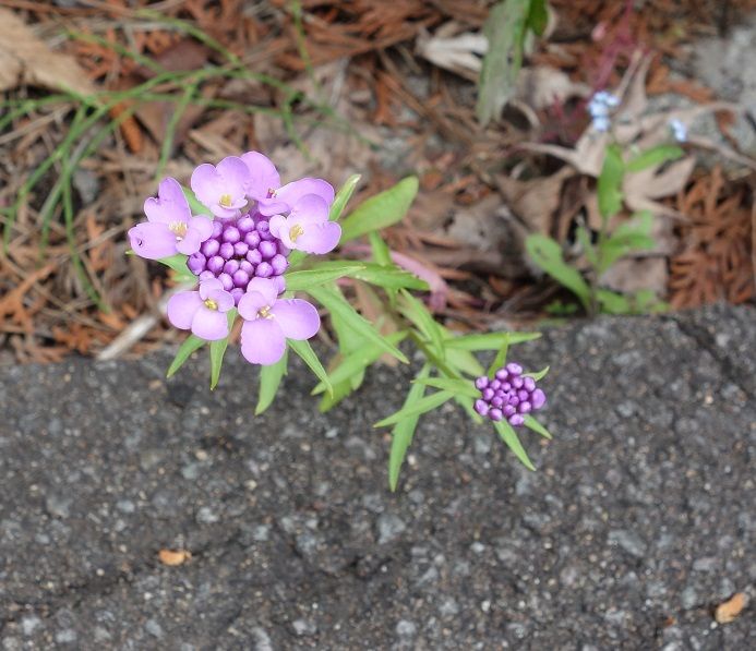 種からキャンディタフト 22/6/17 開花