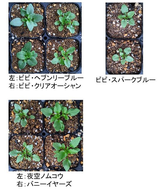 ビオラの種からのベランダ栽培2021-2023 お盆蒔きビオラ、脱落者無し