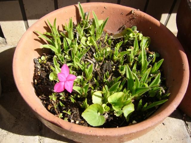 アッツサクラ 最初の花