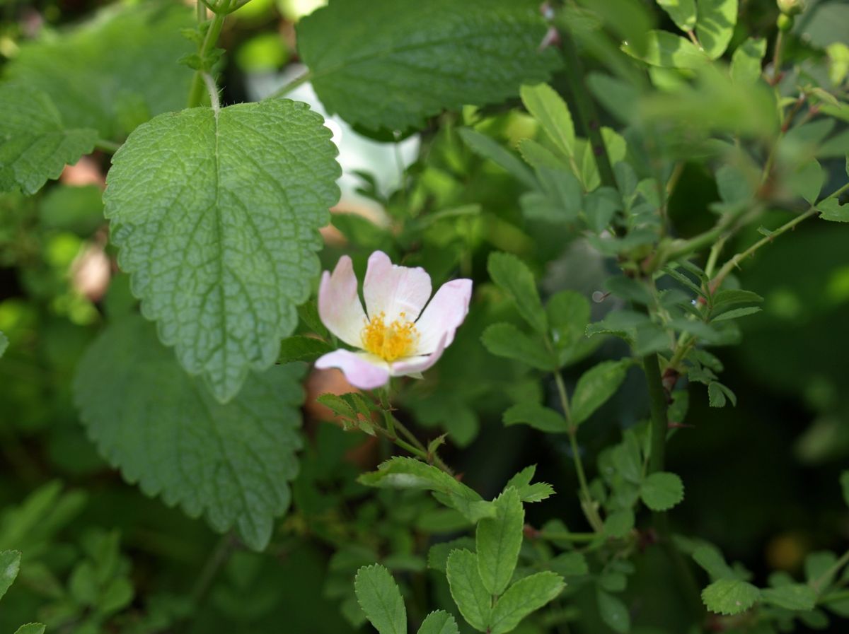 薔薇の実生の実生 花が咲いた