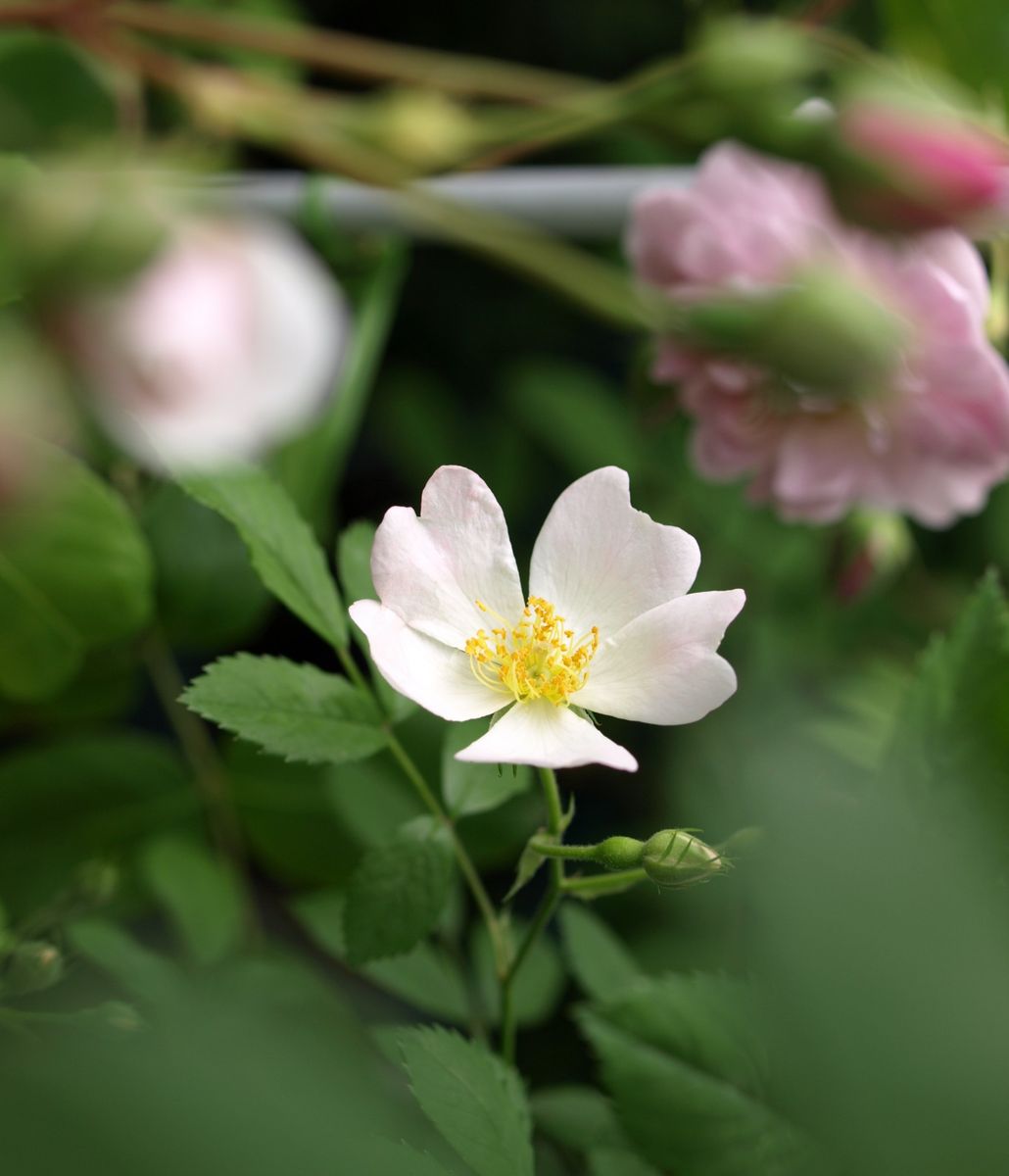 薔薇の実生の実生 花開いてくると