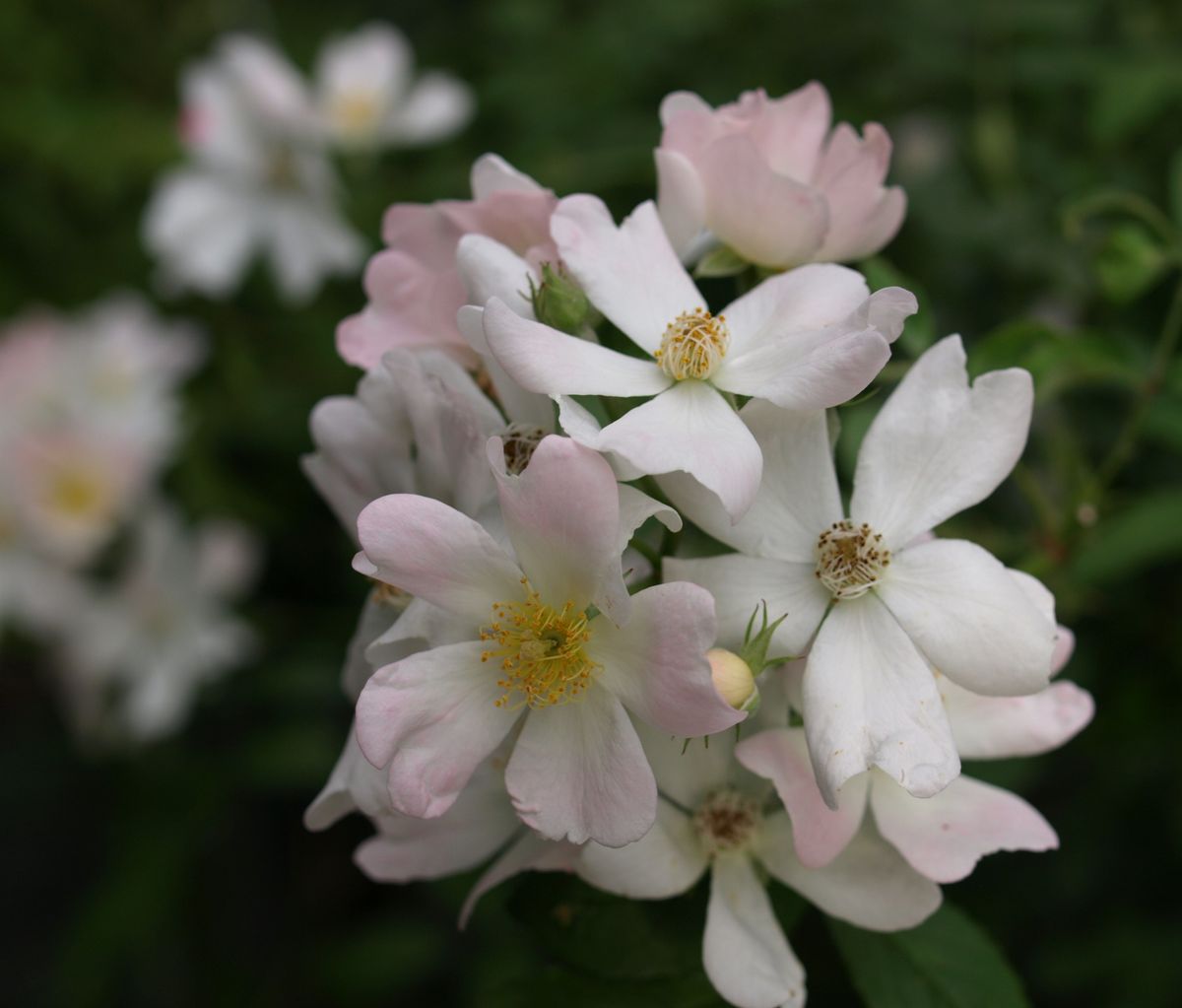 薔薇の実生の実生 房で咲いて