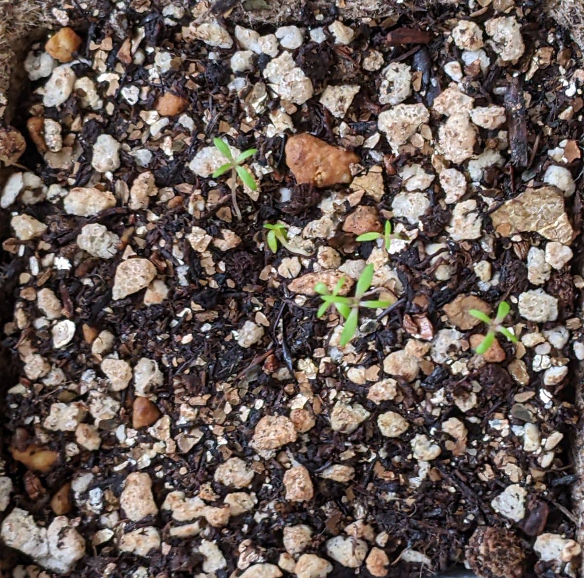 矮性カスミソウの種からのベランダ栽培2021-2023 2023春に向けて種蒔き