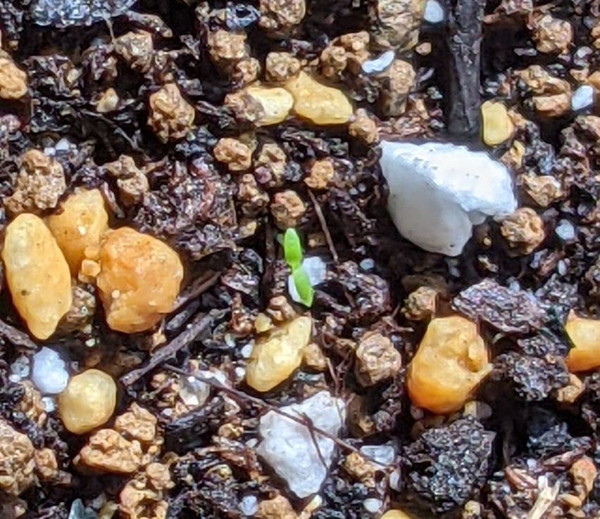 矮性カスミソウの種からのベランダ栽培2021-2023 発芽始まる