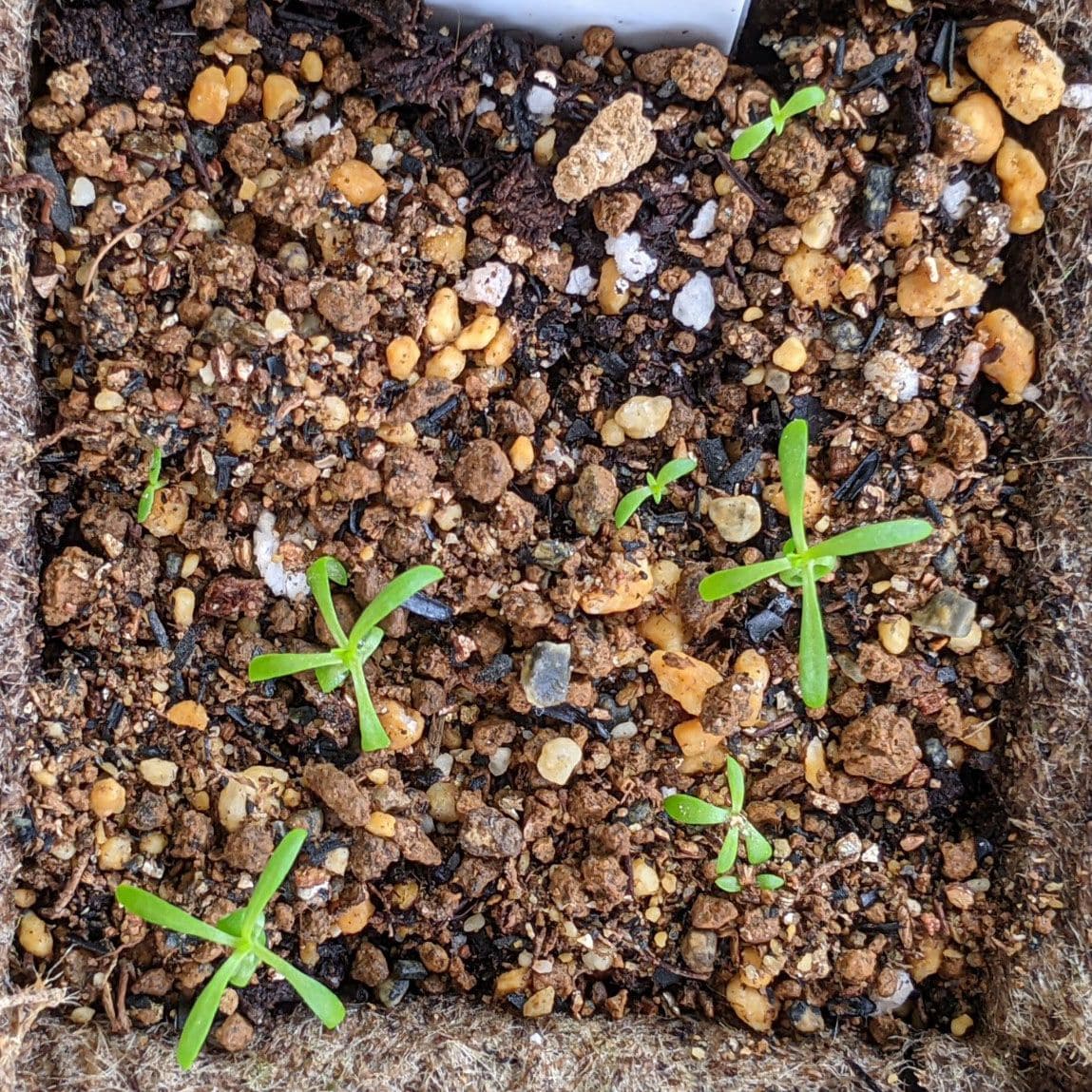 矮性カスミソウの種からのベランダ栽培2021-2023 追加蒔きも発芽中