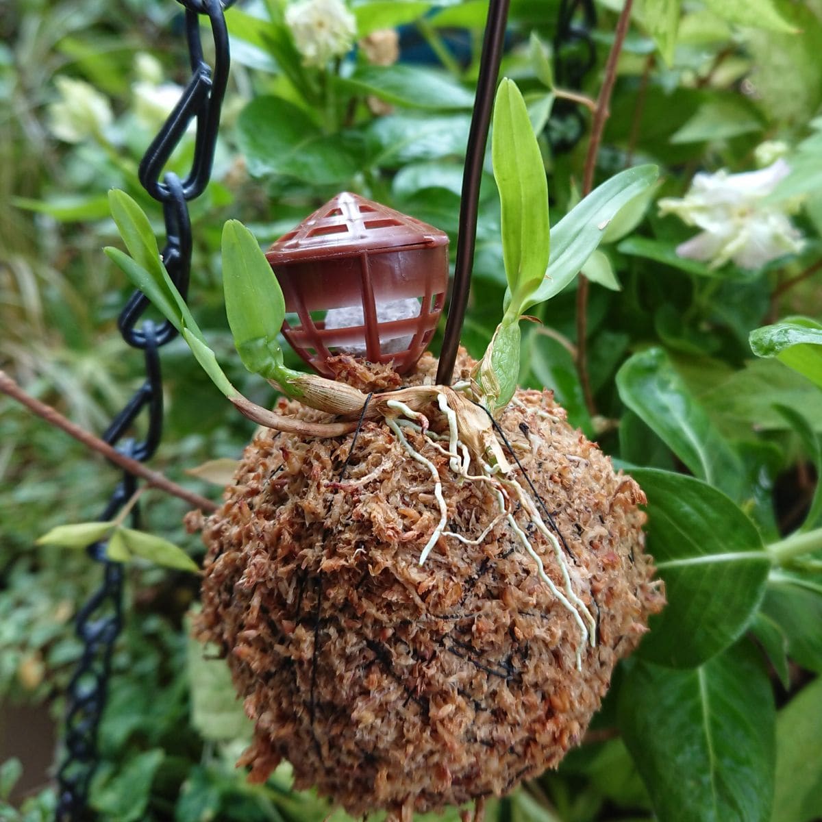 2芽から開花までの記録 デビュー