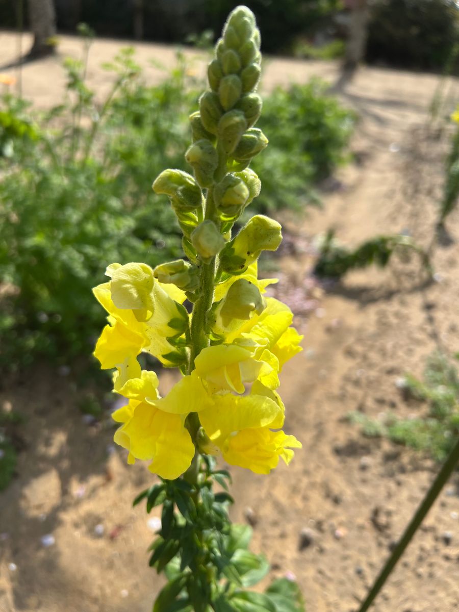 キンギョソウ＊レジェミックス 黄色が開花