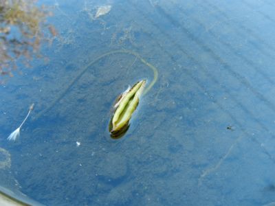 ハスの実生からチャレンジ　パート①　2013年3月開始 浮葉が大きくなってきました