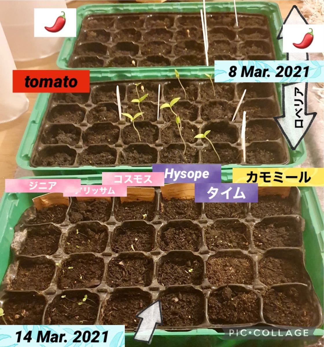 トマトさん🍅 トマト達種まき