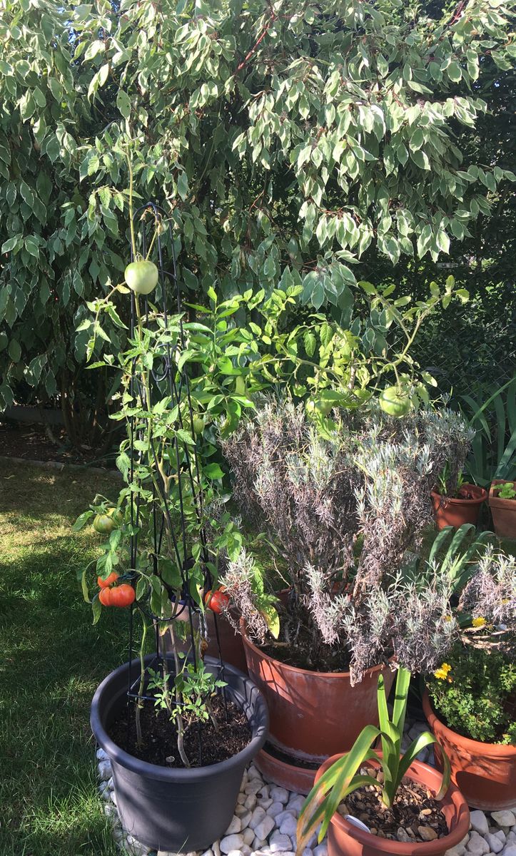 トマトさん🍅 鉢植えのトマト