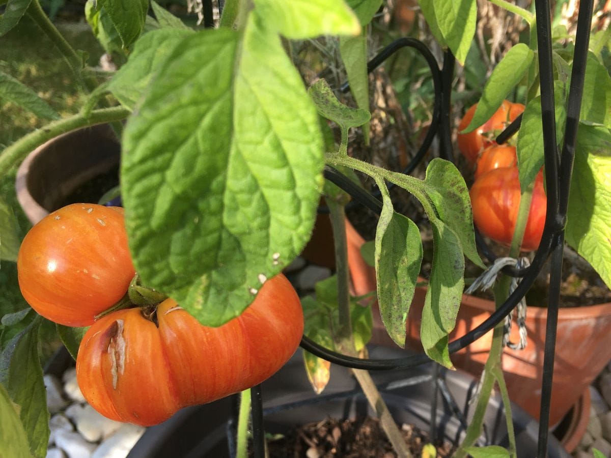 トマトさん🍅 赤くなっている！