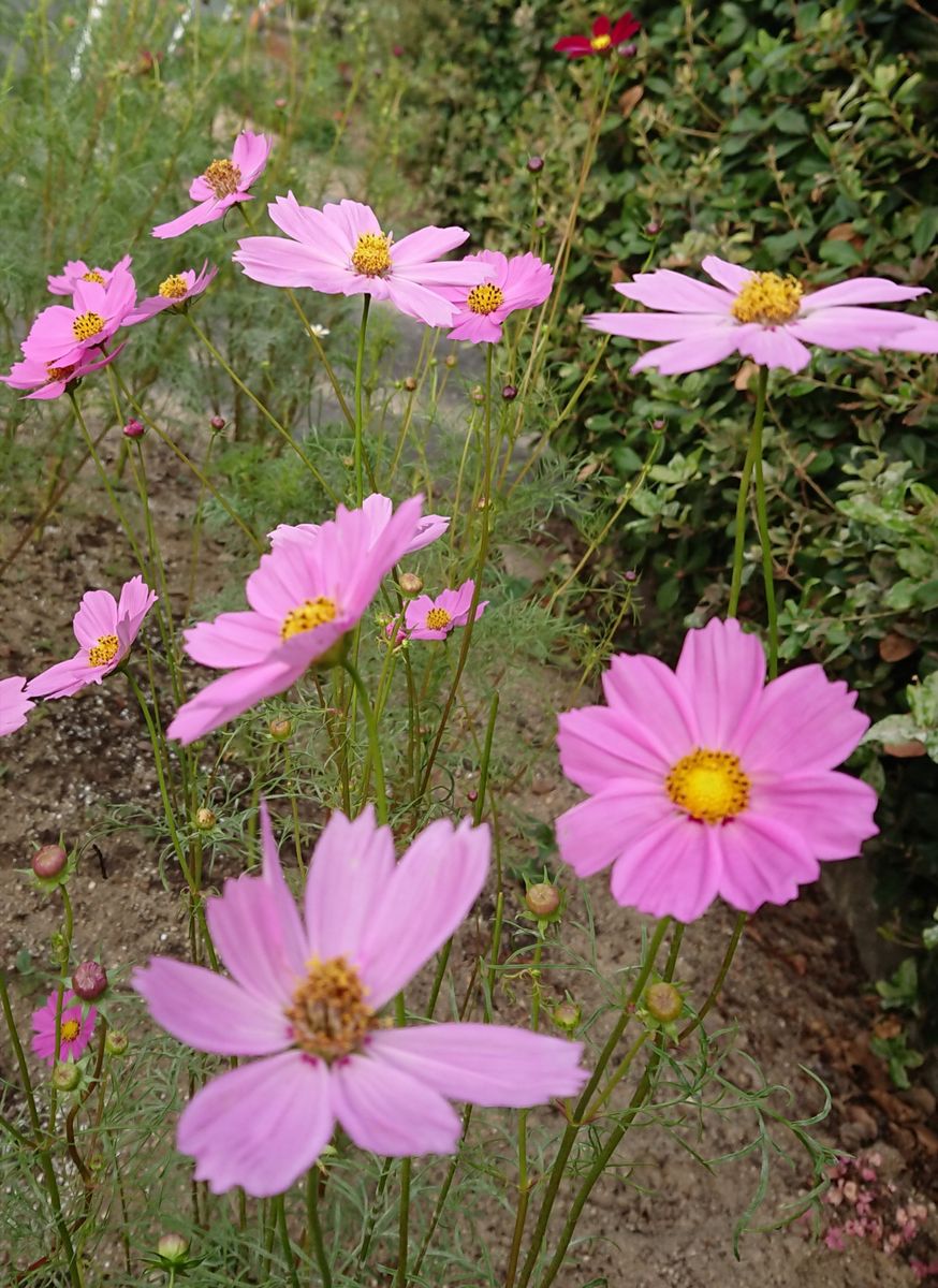 🌼秋風に揺れるコスモスコーナーを作りたい🌼 🌼10月7日  お花が増えた☺️