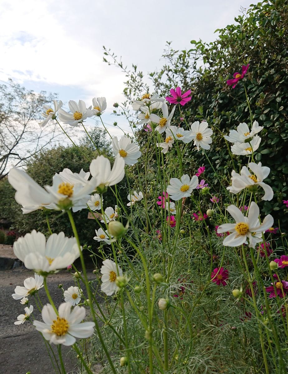 🌼秋風に揺れるコスモスコーナーを作りたい🌼 🌼10月16日  葉茎が白い～😫