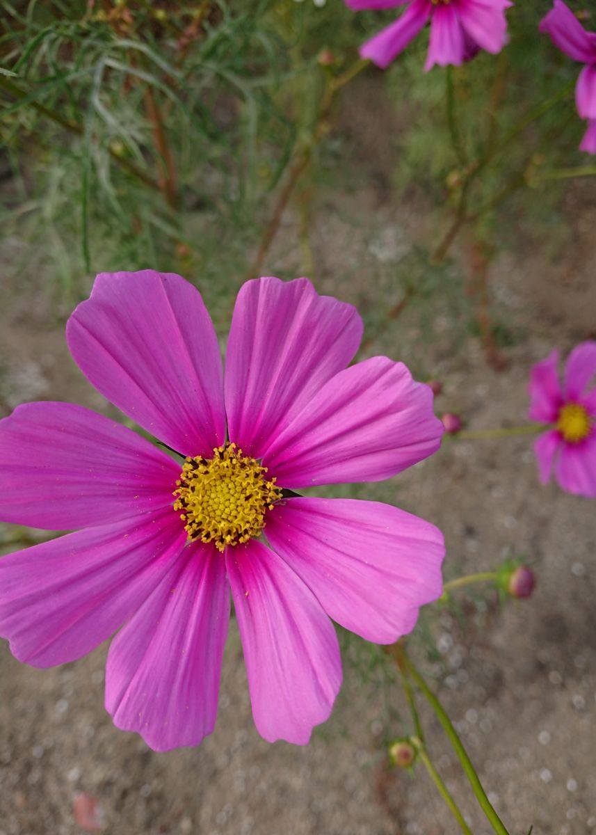 🌼秋風に揺れるコスモスコーナーを作りたい🌼 🌼10月16日  ピンクの花