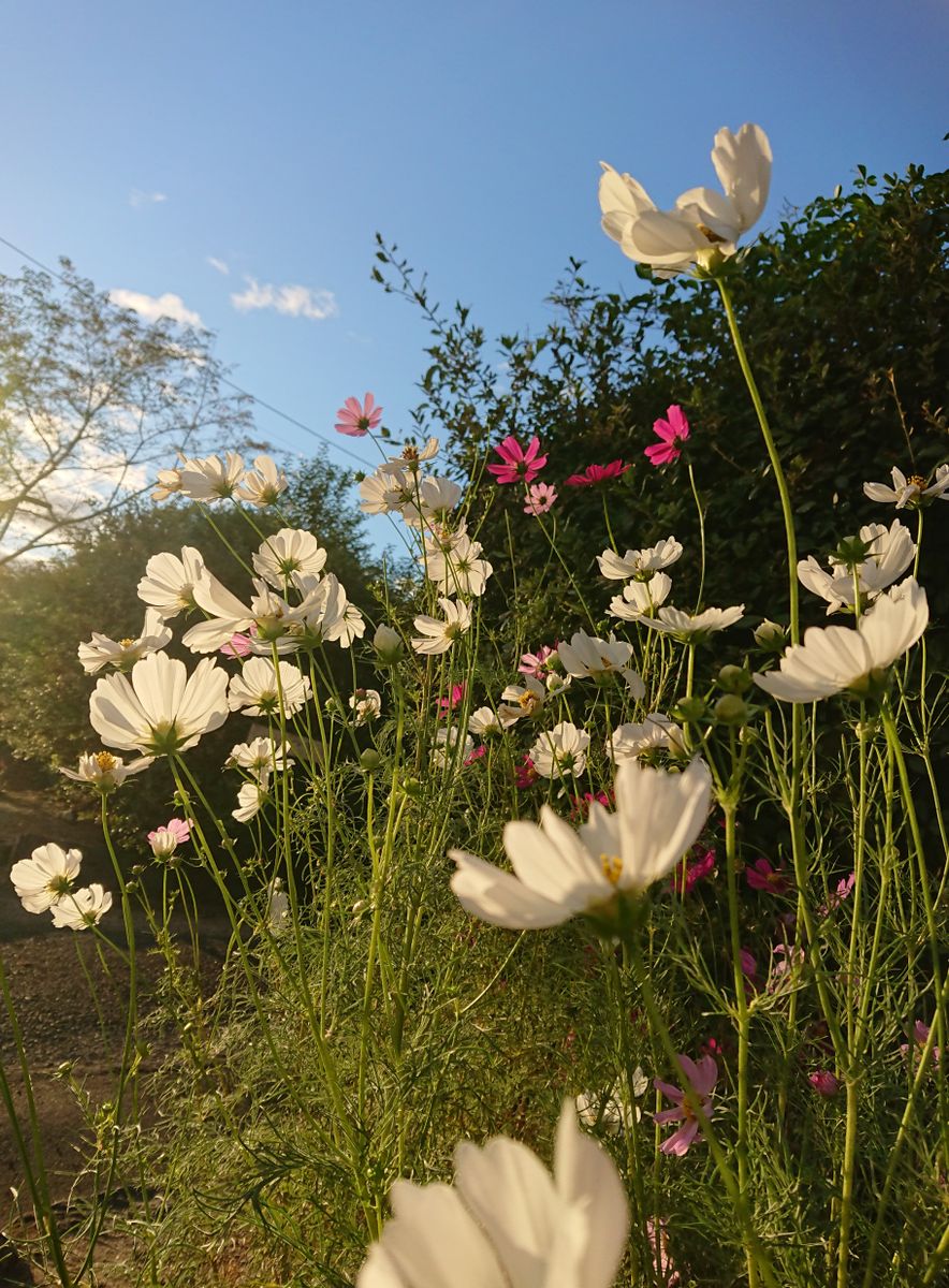 🌼秋風に揺れるコスモスコーナーを作りたい🌼 🌼10月17日  夕暮れ時のコスモス