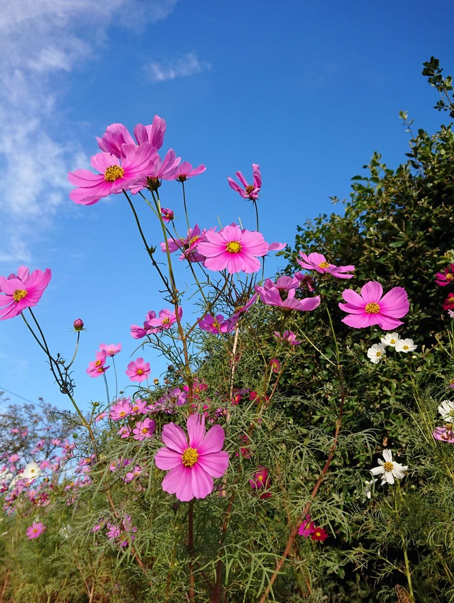 🌼秋風に揺れるコスモスコーナーを作りたい🌼 🌼10月20日  青空とコスモス①