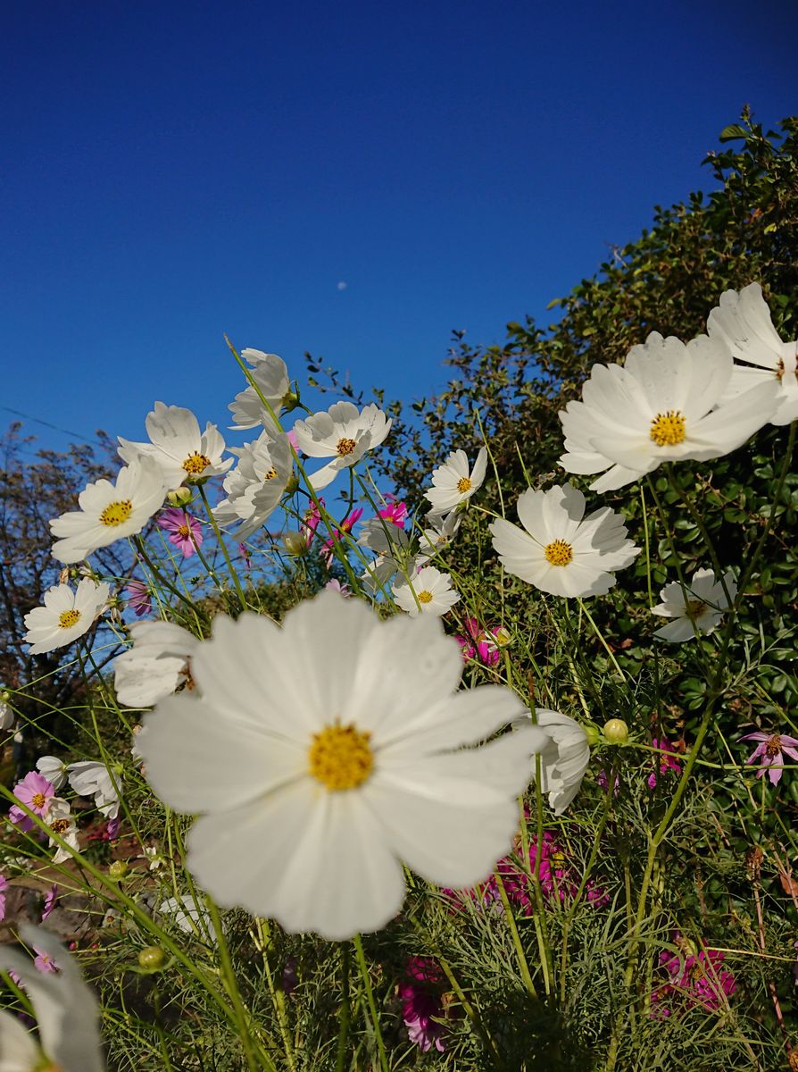 🌼秋風に揺れるコスモスコーナーを作りたい🌼 🌼10月26日  青空とコスモス②