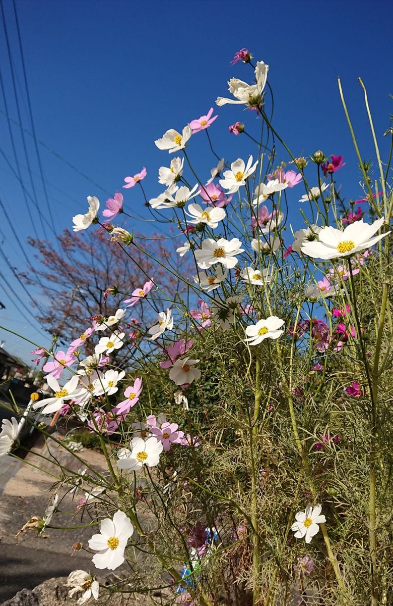 🌼秋風に揺れるコスモスコーナーを作りたい🌼 🌼11月13日  そろそろお仕舞い