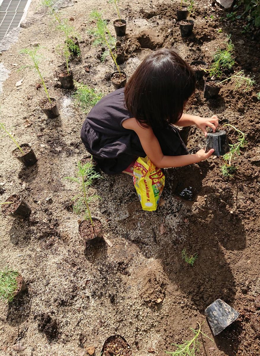 🌼秋風に揺れるコスモスコーナーを作りたい🌼 🌼9月4日  植え付け