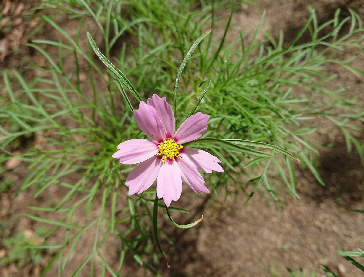 🌼秋風に揺れるコスモスコーナーを作りたい🌼 🌼9月18日 コスモス開花❗