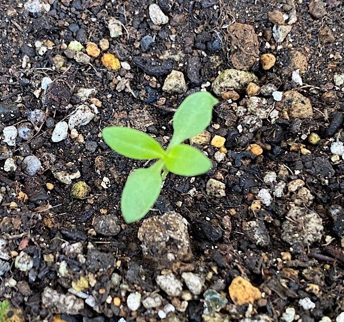 4年前に買った種でも花が咲くのかやってみる♪ 現在の様子〜かすみ草