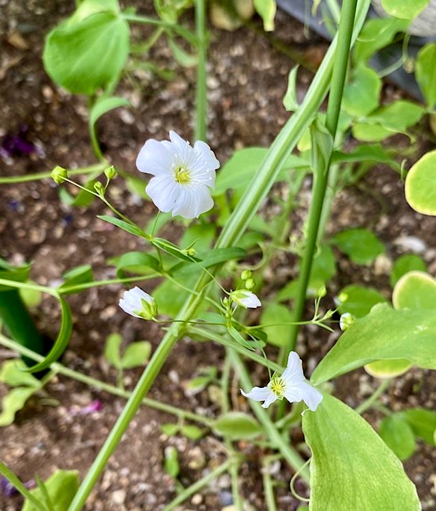 4年前に買った種でも花が咲くのかやってみる♪ かすみ草もなんとか…