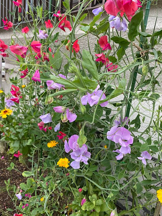 4年前に買った種でも花が咲くのかやってみる♪ スイートピーが満開♪