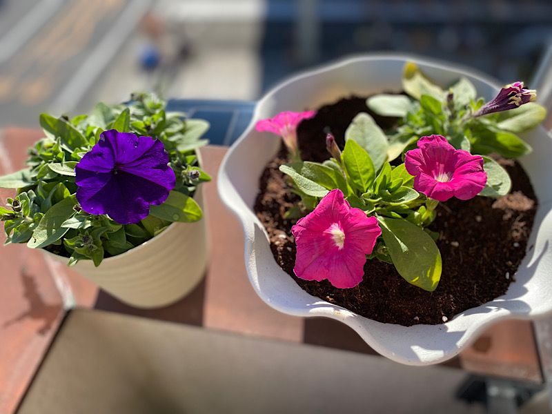 4年前のペチュニアの種で開花を目指す♪ 蕾もたくさん♪