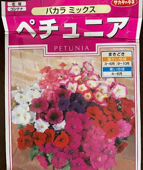 4年前のペチュニアの種で開花を目指す♪