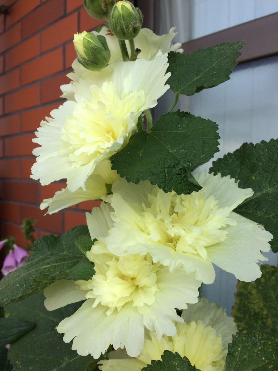 ホリホックを種から育ててみたい！ 開花しました🌸