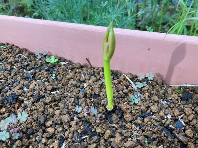 秋の花の彼岸花 花芽が付いた🌱