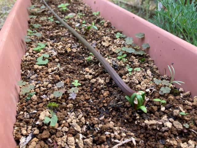 秋の花の彼岸花 葉が出た！