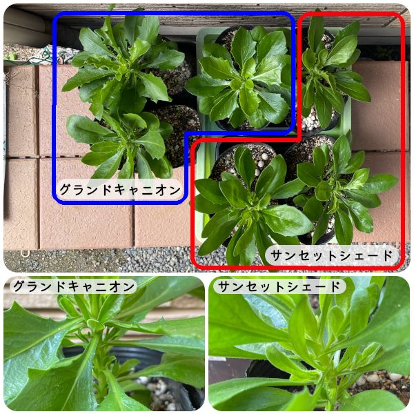 【2021-2022年】　オステオスペルマム　アキラ　サンセットシェード🌼 今日の様子(11/25)