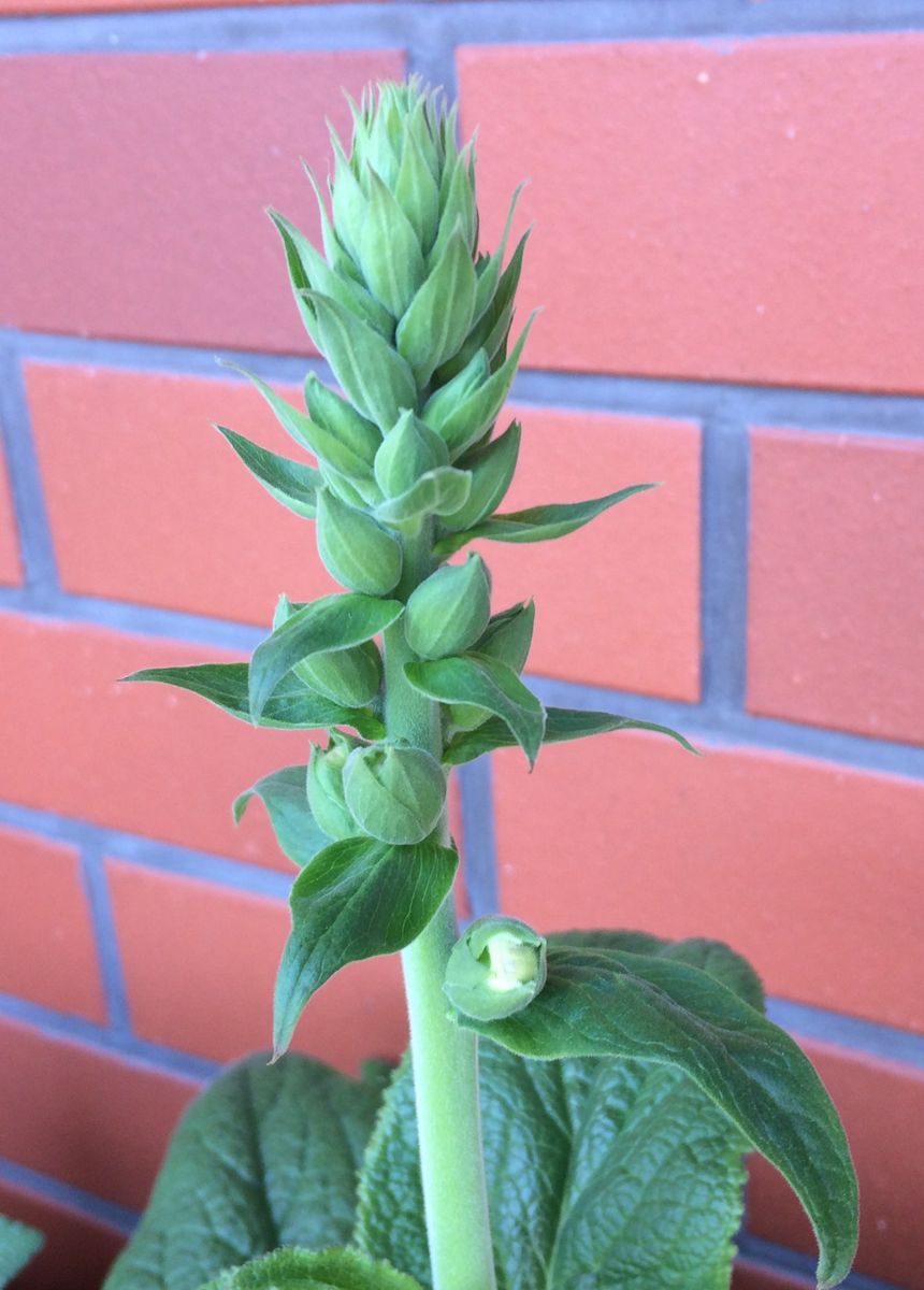 ジキタリスを種から育てたい 花芽！