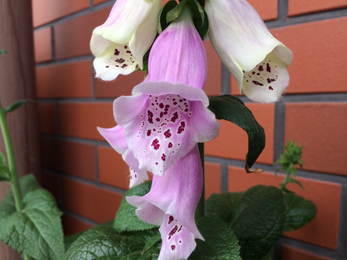 ジキタリスを種から育てたい 🌸咲きました🌸