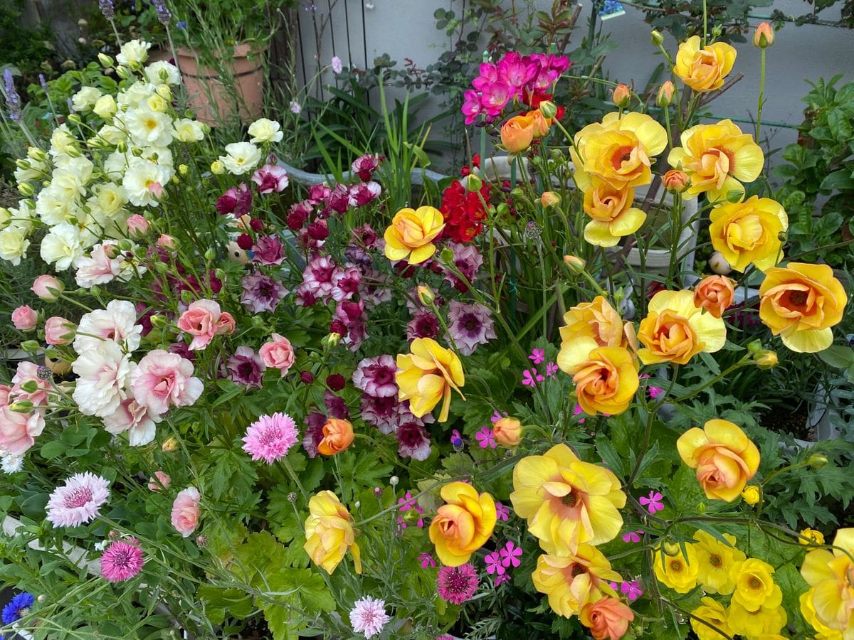 もう一度、あの花をみたい💕💕ラックス💕 今年も綺麗に咲きました