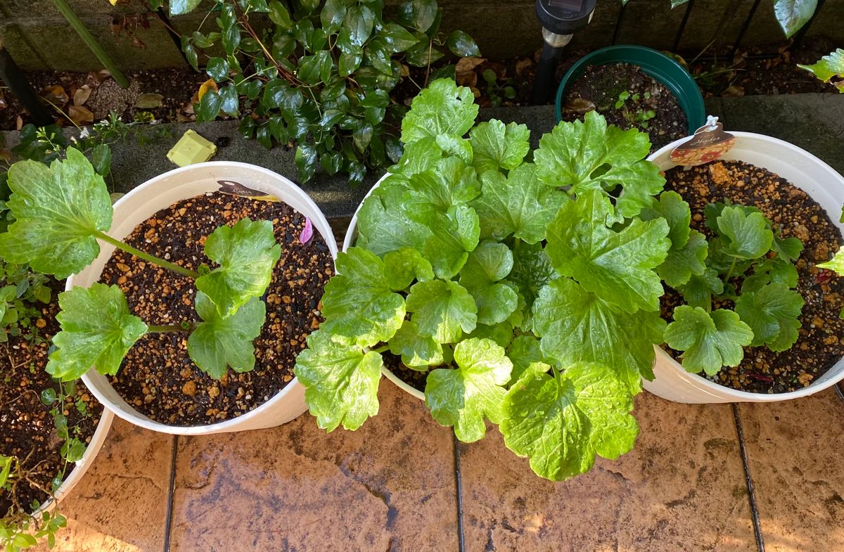 もう一度、あの花をみたい💕💕ラックス💕 🍀葉に穴⁉️が