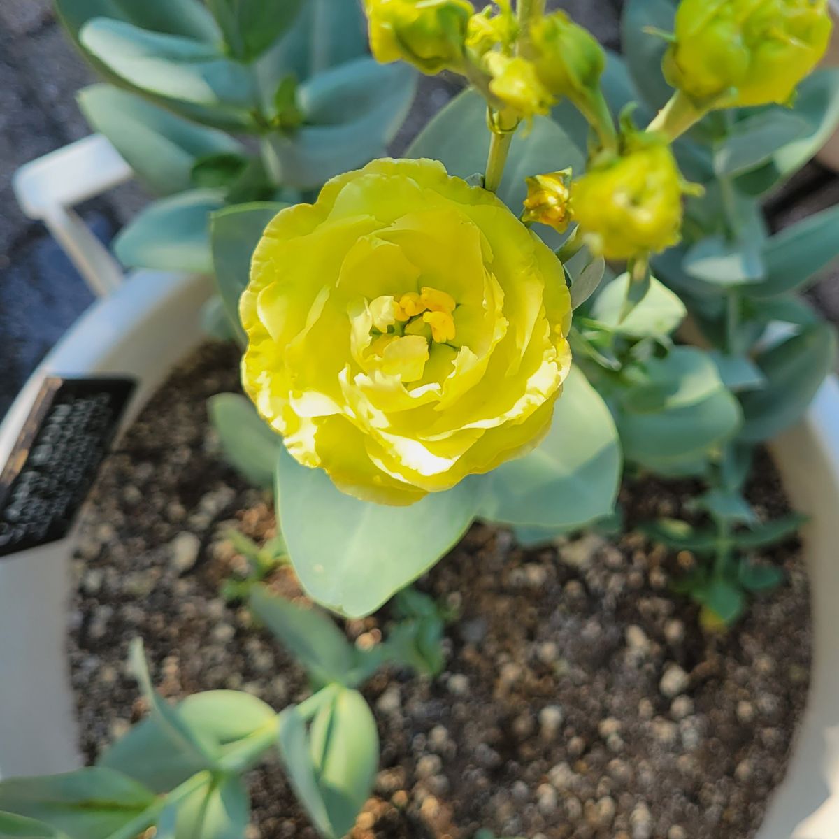 トルコキキョウに再チャレンジ 開花