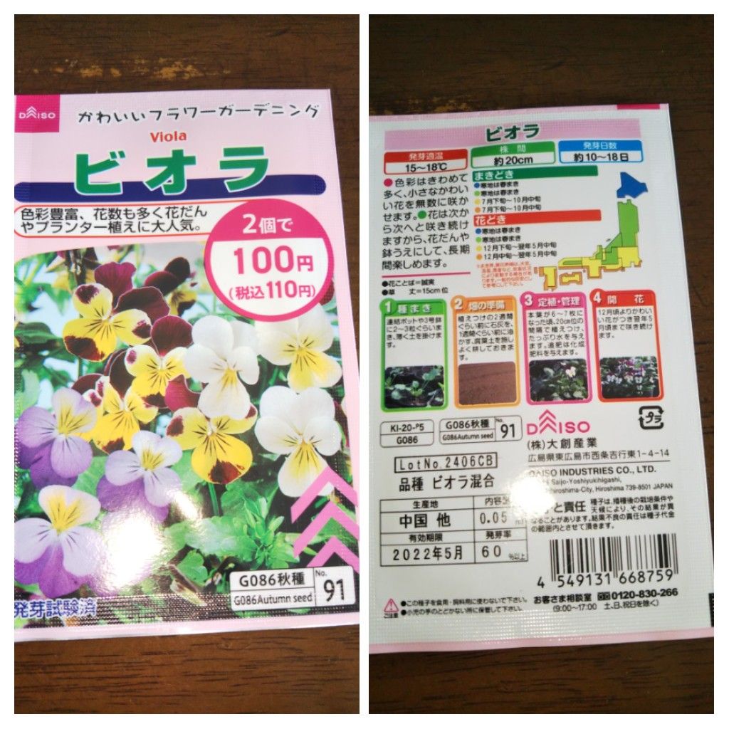 お日様ビオラちやん2021-2022-2023 2021年ビオラちやん９月