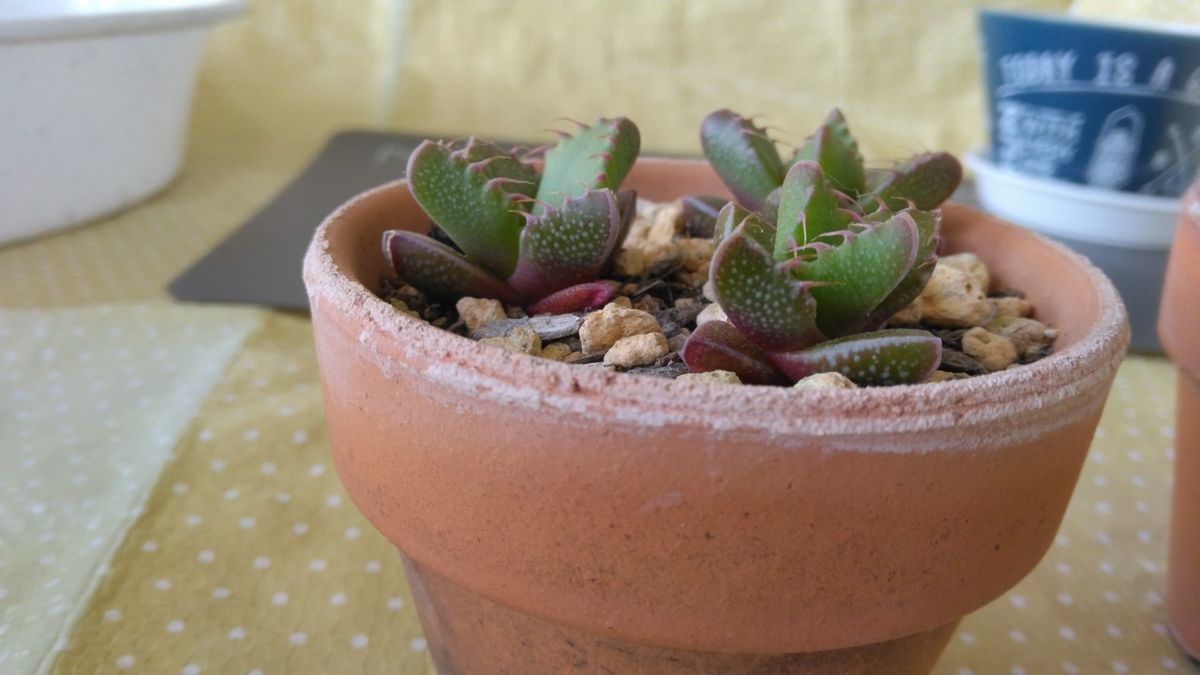 フォーカリア・フーレアエ 実生 植え替え前