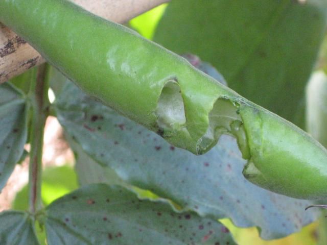 空豆の成長 空豆～カラスに遣られちゃいました！