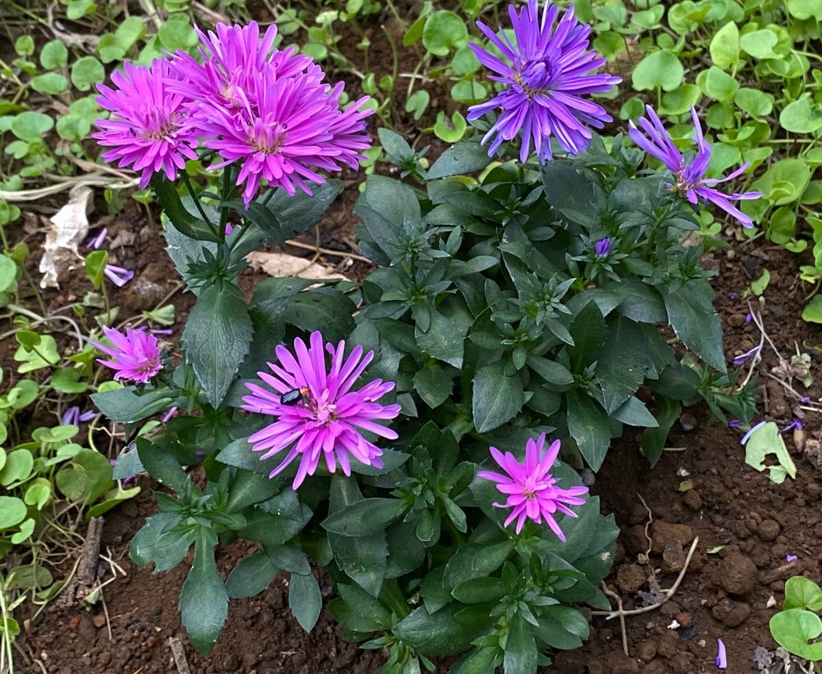 ピンク色とムラサキ色がカワイイ❣️ 9月は開花期