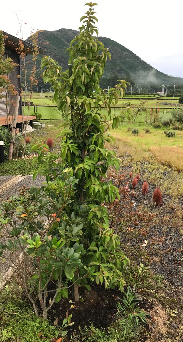 気持ちも高揚する、冬に紅葉するヤマボウシ 10/1