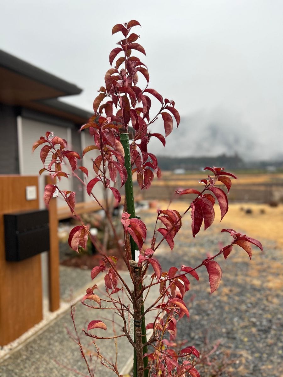 気持ちも高揚する、冬に紅葉するヤマボウシ 2022/2/10