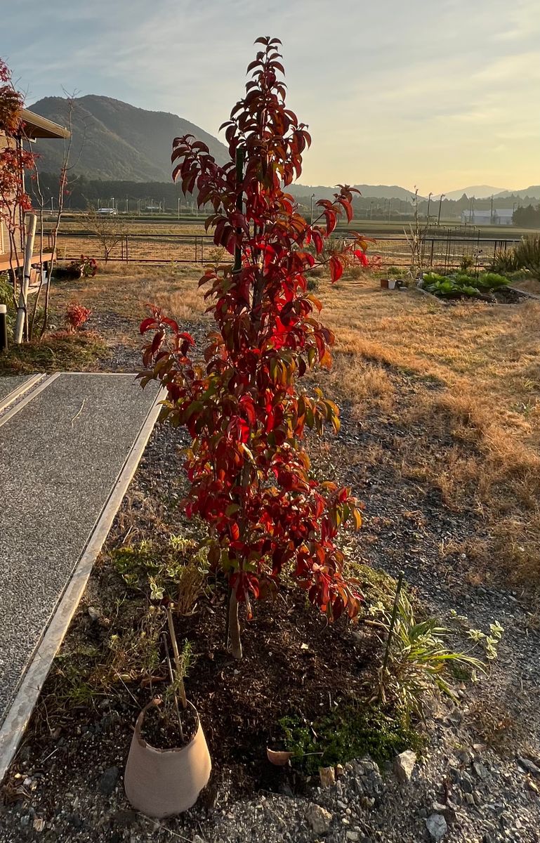 気持ちも高揚する、冬に紅葉するヤマボウシ